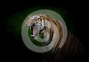 Young Indochinese tigers are roaring.