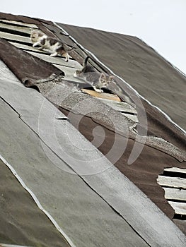 Young inexperienced shy wild kittens on the roof of an old rustic barn. A pair of pitiable homeless small cats.