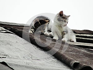 Young inexperienced shy wild kittens on the roof of an old rustic barn. A pair of pitiable homeless small cats.