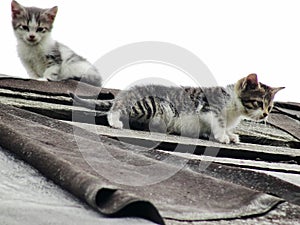 Young inexperienced shy wild kittens on the roof of an old rustic barn. A pair of pitiable homeless small cats.