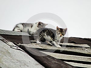 Young inexperienced shy wild kittens on the roof of an old rustic barn. A pair of pitiable homeless small cats.