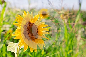 ÃÂ young inflorescence of a sunflower facing towards the sun rays. Green grass and other sunflowers are out of focus in the