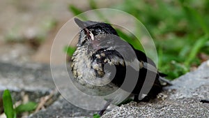 Young injured oriental magpie-robin