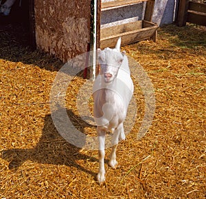 A young, inquisitive goat in a cattle yard