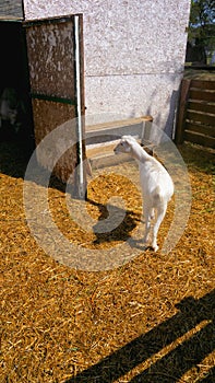 An inquisitive goat in a cattle yard