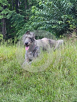 Young Irish Wolfhound all tuckered out photo