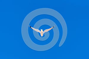 Young isolated Seagull flying away in pure blue sky with lots of negative space