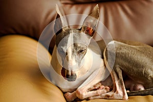 a young Italian Greyhound dog is relaxing on an armchair in living room