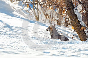 Young italian wolf in the snow