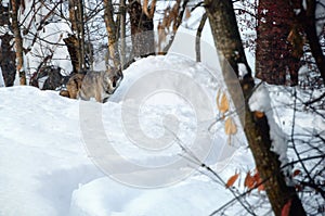 Young italian wolf in the snow photo