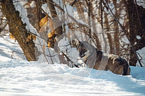 Young italian wolf in the snow photo