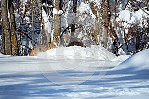 Young italian wolf in the snow photo