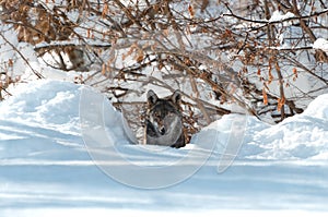 Young italian wolf in the snow photo