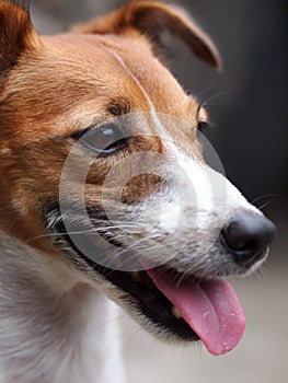 Young Jack Russel terrier dog white and brown color face and eyes