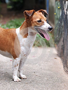 Young Jack Russel terrier dog white and brown color face and eyes