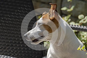 Young Jack Russell on patrol photo