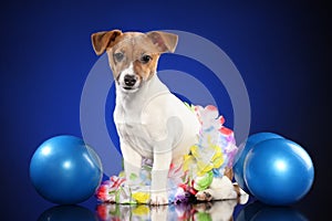 Young Jack Russell with balls