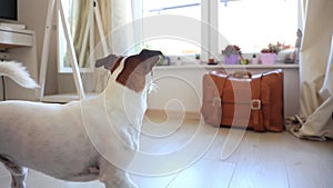 Young jack russell terier dog looking in a window
