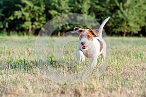 Young jack russell terrier dog in a beautiful scenery on a meadow