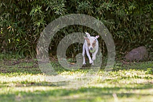 Young Jack Russell Terrier Dog Jump And Running