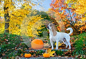 Young Jack Russell Terrier dog near a pumpkin stay on stairs