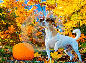 Young Jack Russell Terrier dog near a pumpkin stay on stairs