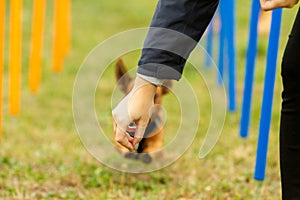 A young jack russell terrier mixed dog learns to run the slalom and getting a reward from the owners hand in agility training