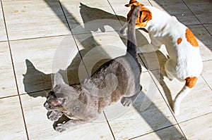 Young jack russell terrier playing with a gray cat on a tile with shadows