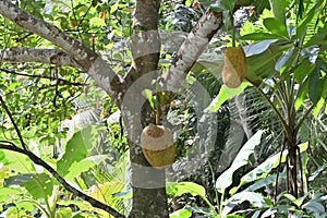 A young jack tree with mature and immature jackfruit during its initial fruit producing season