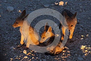 Young Jackal Cubs in Twilight, Etosha National Park, Namibia