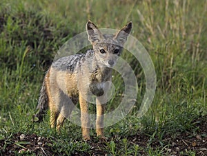 Young Jackal Pup photo