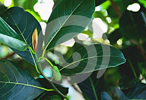 Young jackfruit