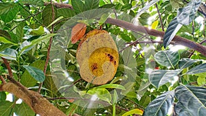 Young Jackfruit Artocarpus heterophyllus on the island of Flores, Indonesia.