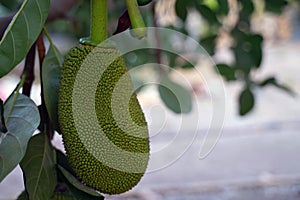 young jackfruit fruit on the jackfruit tree in the garden