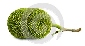 Young jackfruit isolated.