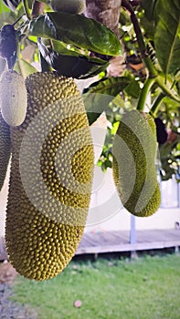 Young jackfruit is on its way to maturity photo