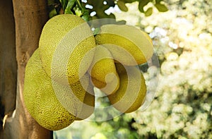 Young Jackfruit, Jack Tree. Tropical Fruit and Commonly Used in South and Southeast Asian Cuisines