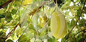 Young Jackfruit, Jack Tree. Tropical Fruit and Commonly Used in South and Southeast Asian Cuisines photo