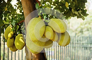 Young Jackfruit, Jack Tree. Tropical Fruit and Commonly Used in South and Southeast Asian Cuisines photo
