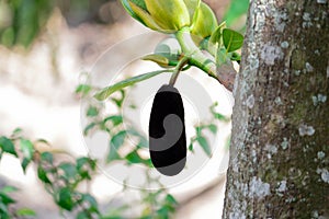 Young jackfruit, khanun-on with rhizopus sp, inflorescence rot or fruit rot on tree
