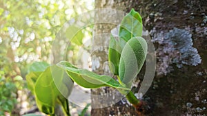 Young jackfruit, khanun-on on tree
