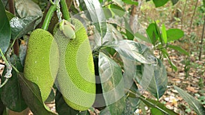 Young jackfruit is still attached to the tree,
