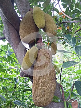 young jackfruit that still clinging to the trees