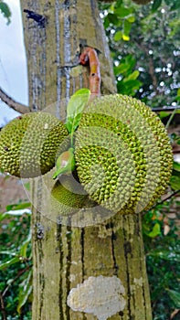 young jackfruit still hanging on the tree