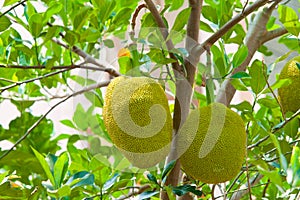 Young jackfruit on tree