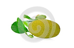 Young jackfruit on white background