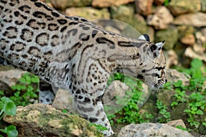 Young Jaguar exploring the neighbourhood at the zoo