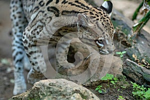 Young Jaguar exploring the neighbourhood at the zoo