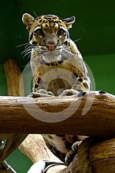 Young jaguar, friendly animals at the Prague Zoo.