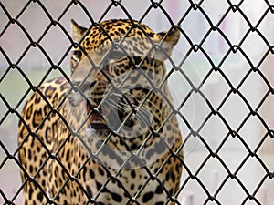 Young Jaguar Panthera onca Inside a Cage